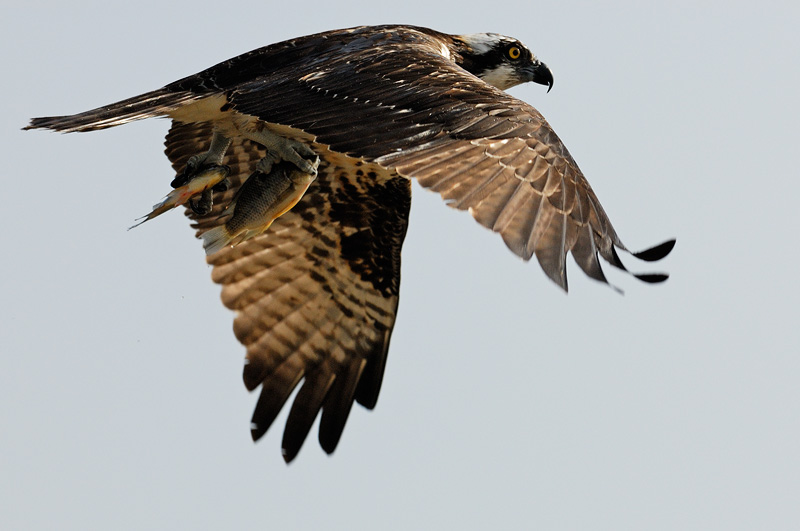 osprey flying away with two fish in its talons