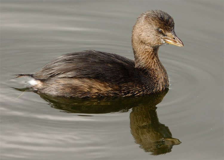 Grebe admiring its reflection upon the water