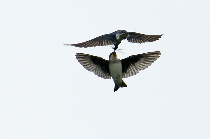 Tree Swallow feeding its mate a freshly caught dragonfly, in mid air