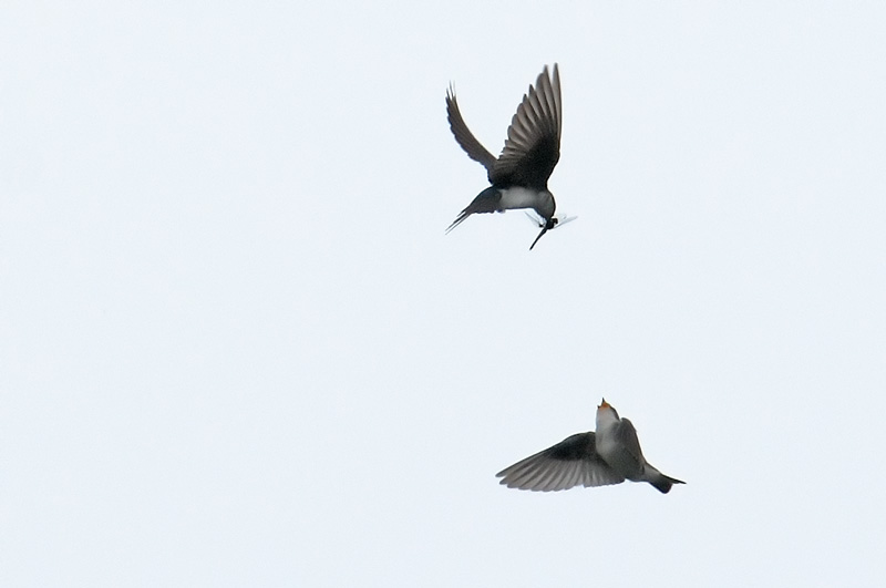 Pair of swallows in flight, one has a dragonfly in its bill