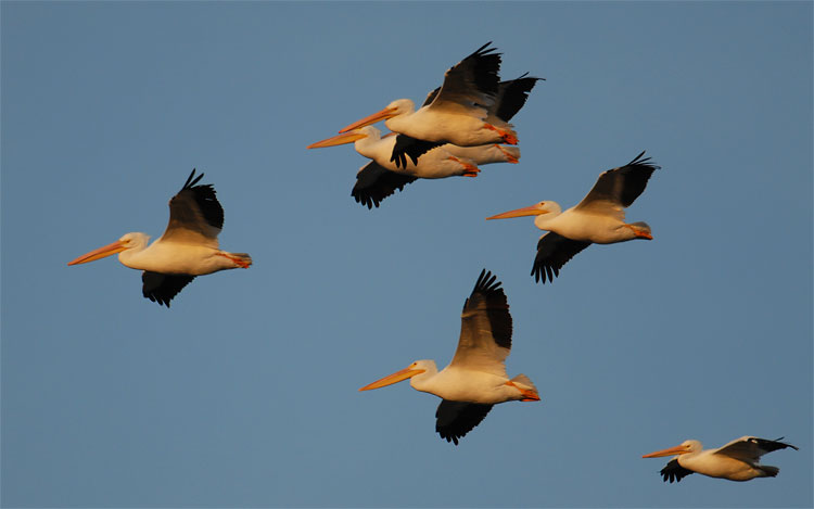 White Pelicans in flight at sunset