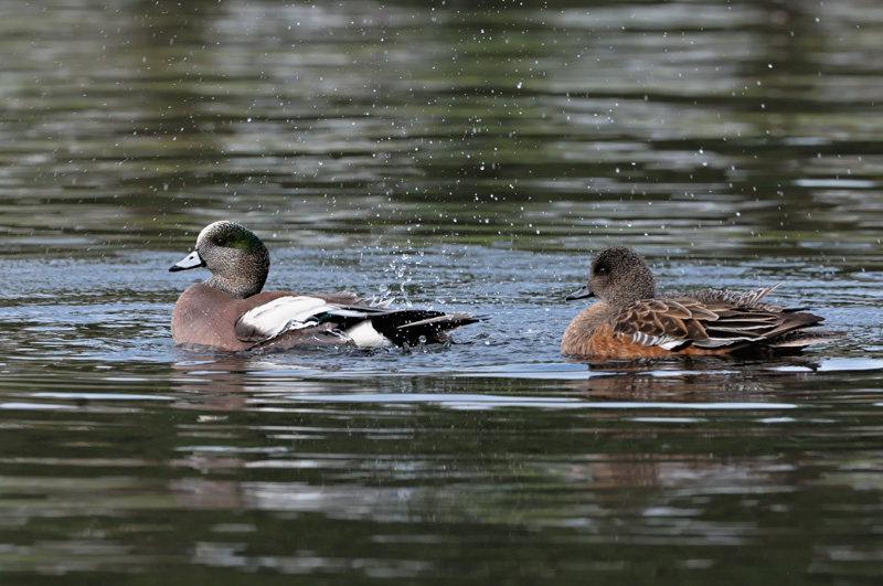 beautiful male and female widgeon playing and spraying
