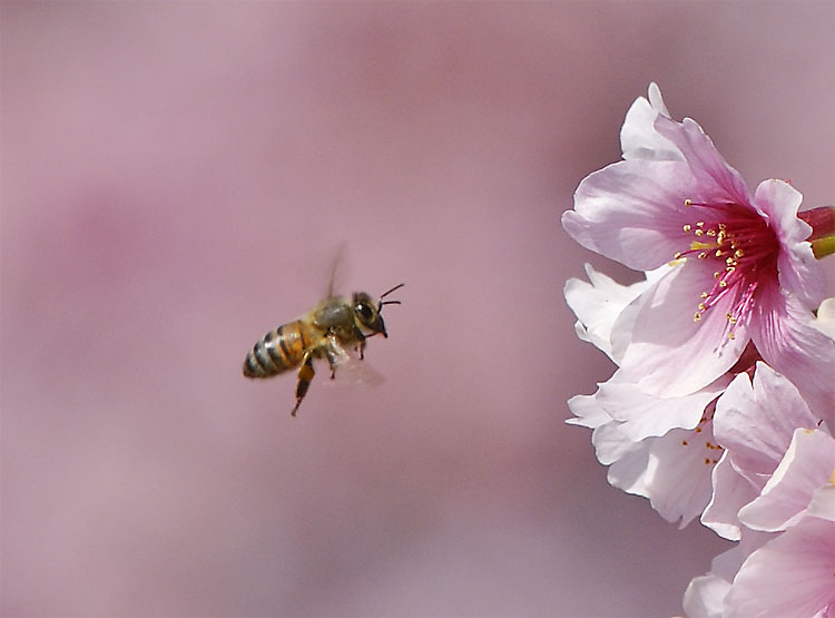 honey bee and spring cherry blossoms