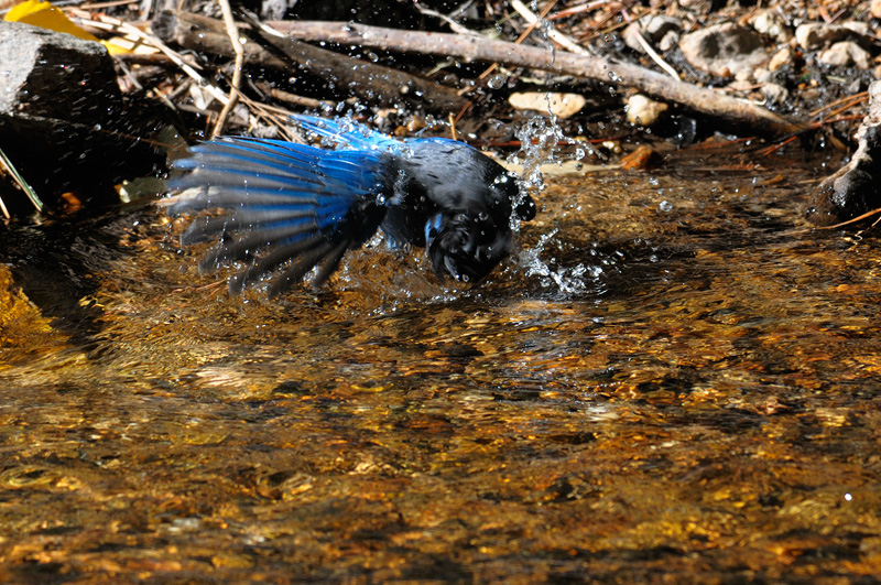 Blue Jay bathing in a clear cold mountain stream