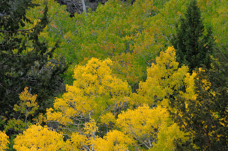 Eastern sierra aspens changing into fall colors