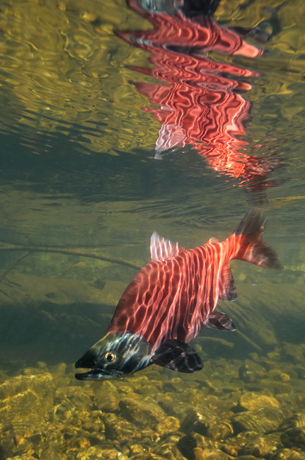 Red Kokanee salmon photographed underwater in a clear sierra stream