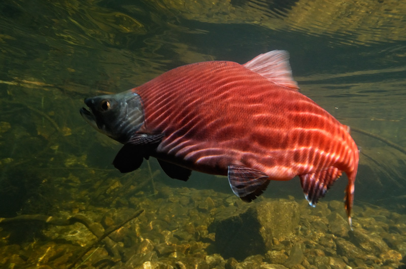 bright red Kokanee salmon
