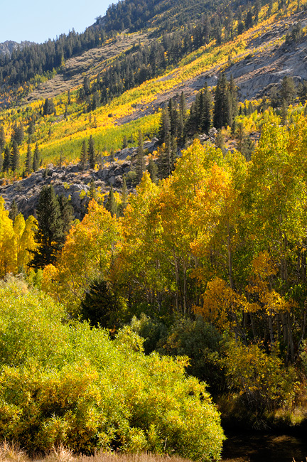 Streamside aspen trees glowing with brilliant fall colors