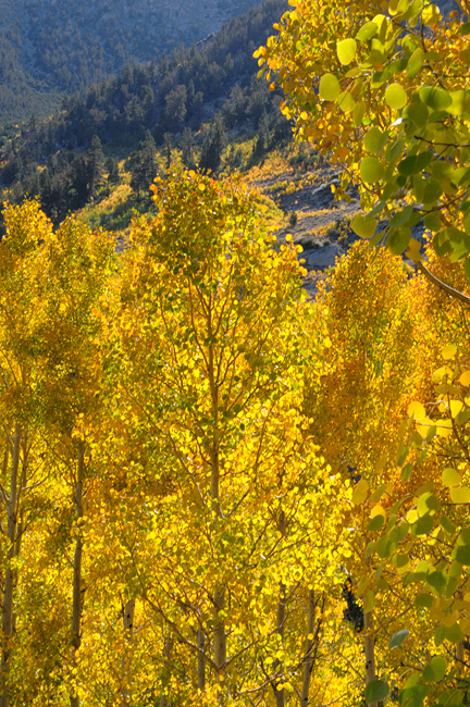Sierra streamside aspen trees glowing with golden leaves