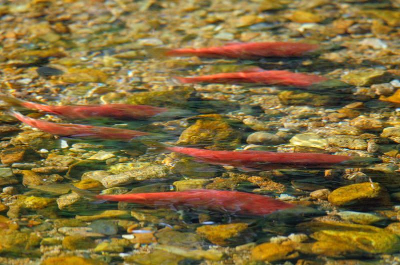 Pairs of Kokanee Salmon spawning in the Eastern Sierra
