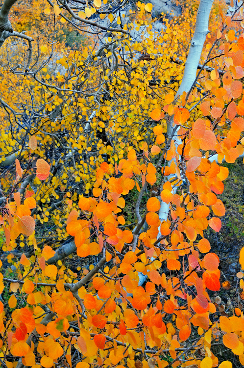 Orange aspen leaves
