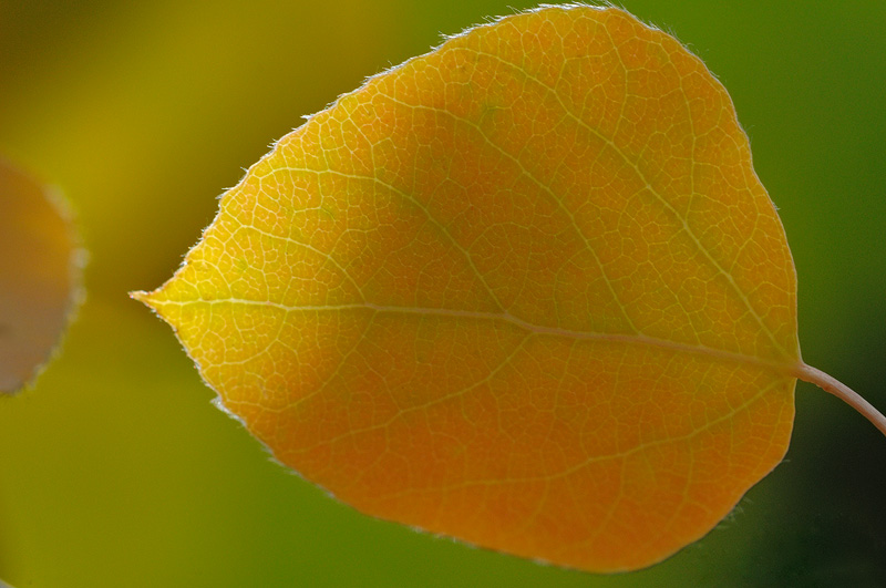 gorgeous sierra aspen leaf in fall colors, yellow, orange and hint of green