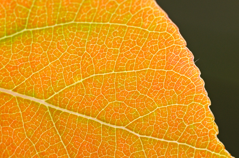 Macro photo Aspen Leaf