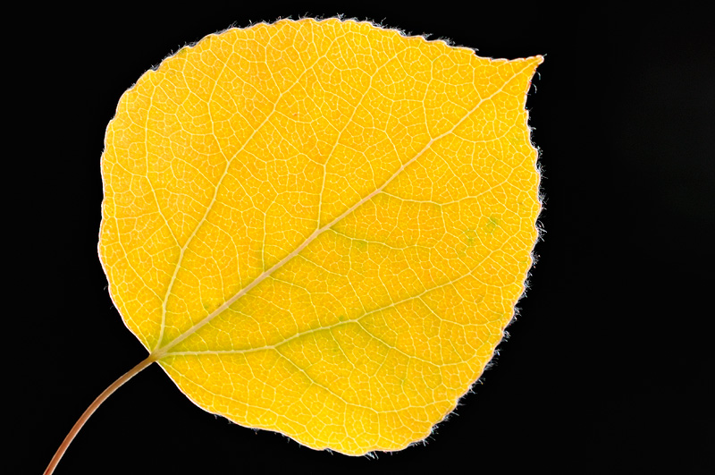 backlit beautiful yellow aspen leaf