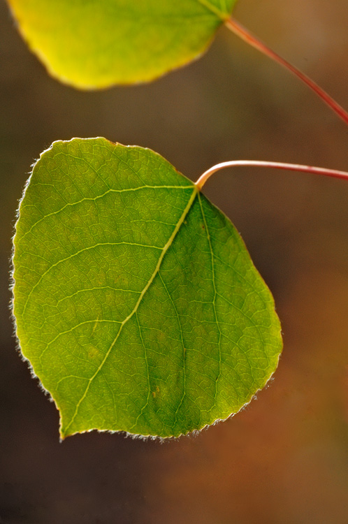 green aspen leaf close up photo