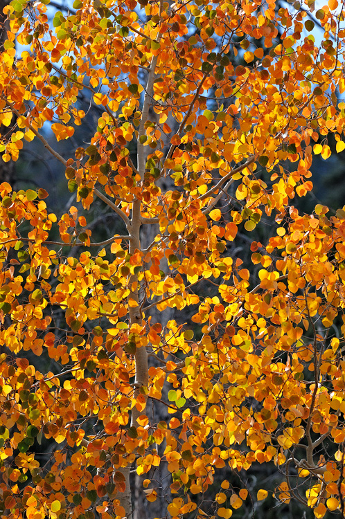 Aspen tree wearing fall colors