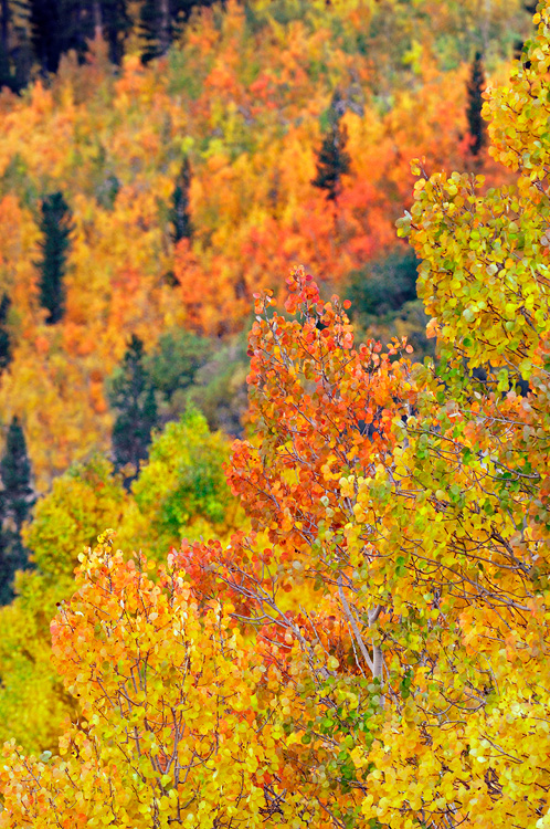 pastel colored aspen autumn leaves quaking with cool mountain breezes