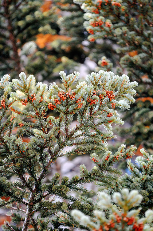 pine tree with tinly pinecones