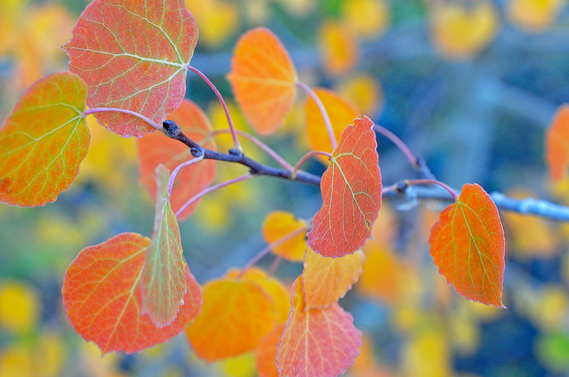 Close up view of red aspen leaves 