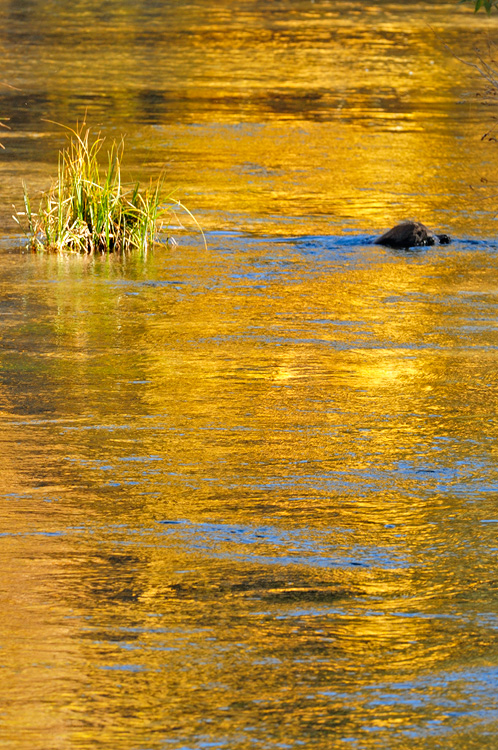 River of California Gold - blazing fall aspen reflection