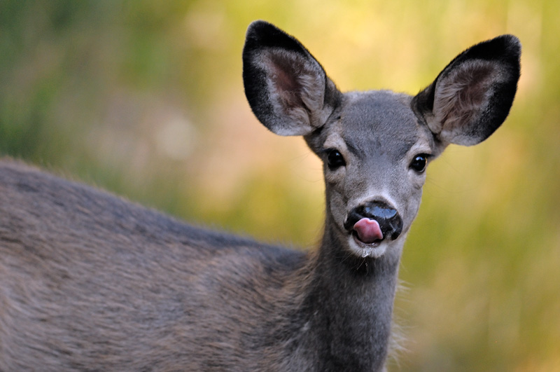 Young sierra deer licking its nose