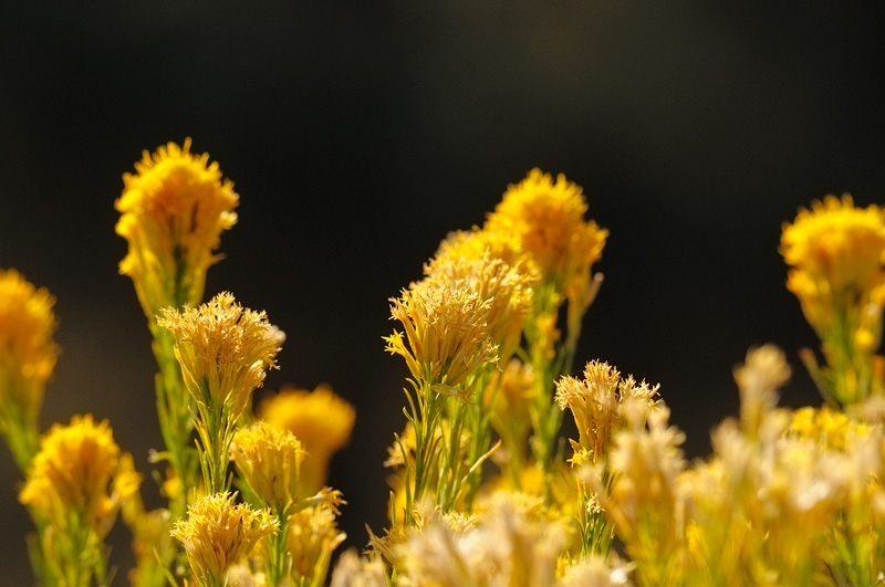 yellow wildflowers fading away