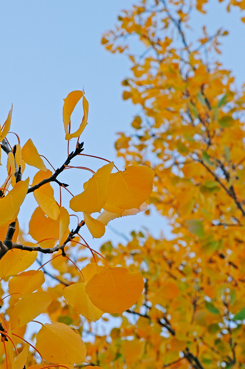 yellow aspen leaves in late afternoon light, a lovely sight