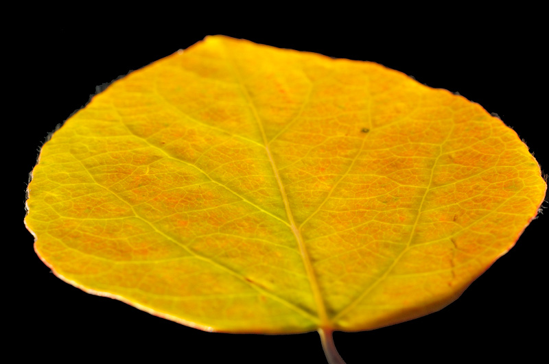 glowing orange aspen leaf