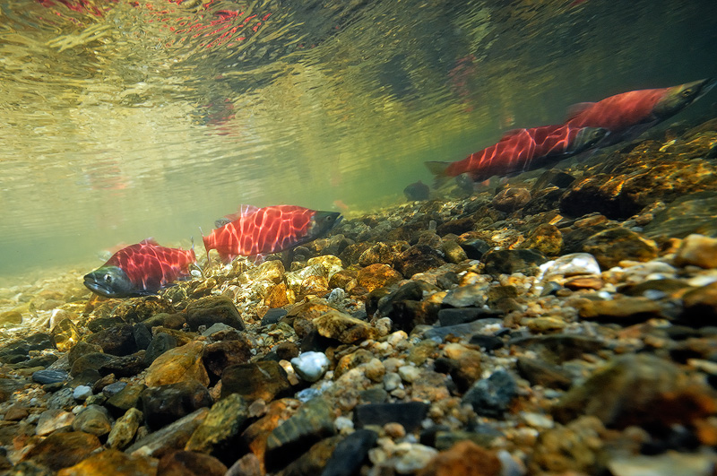 Kokanee Salmon swimming upstream underwater photo