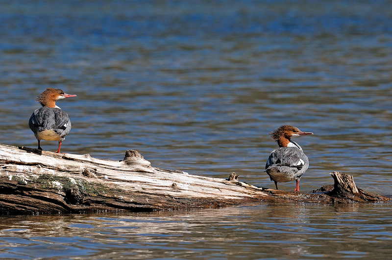 pair of mergansers feasting on kokanee salmon and small trout