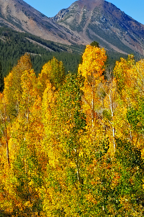 Sierra Mountains and bright fall colored aspens and pines