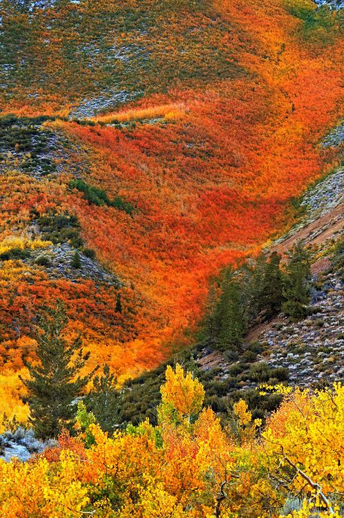 avalanche of orange autumn fall foliage flowing down a Sierra mountainside