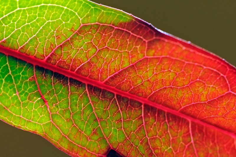 bright green and red leaf