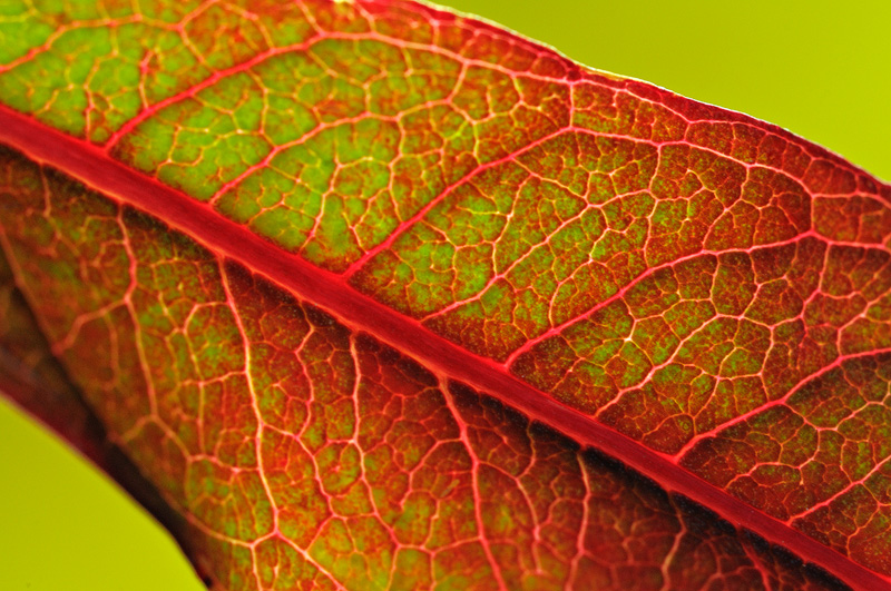 macro leaf veins red and gree
