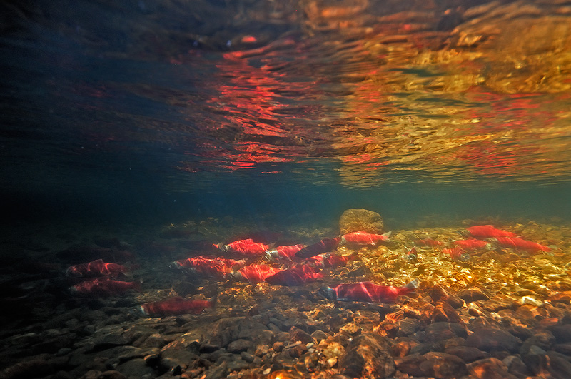 Underwater photo of wild Kokanee Salmon