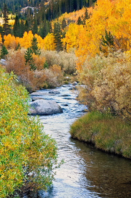 cold Sierra stream surrounded with fall colored foliage