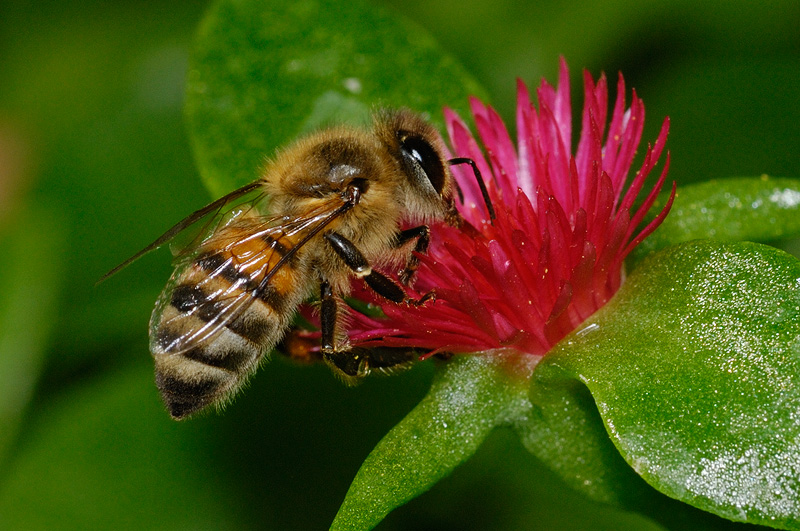 Macro photography of a Bee on a flower