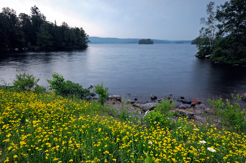 Adirondack New York wild flowers