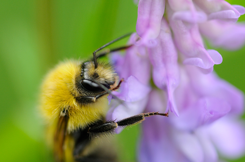 Macro photo of a bumble bee enjoying lupine nectar