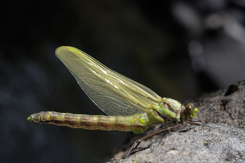Dragonfly photographed moments after emerging from its nymph case