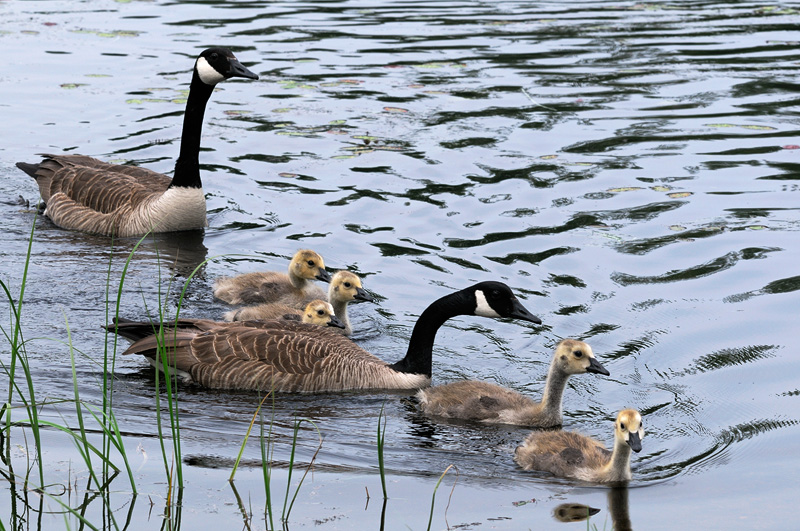 A family of Canada Geese enjoying a morning swim