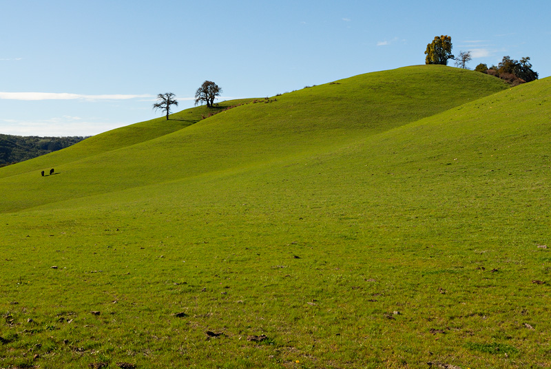 Carmel Valley California hillside with a pair of happy cows