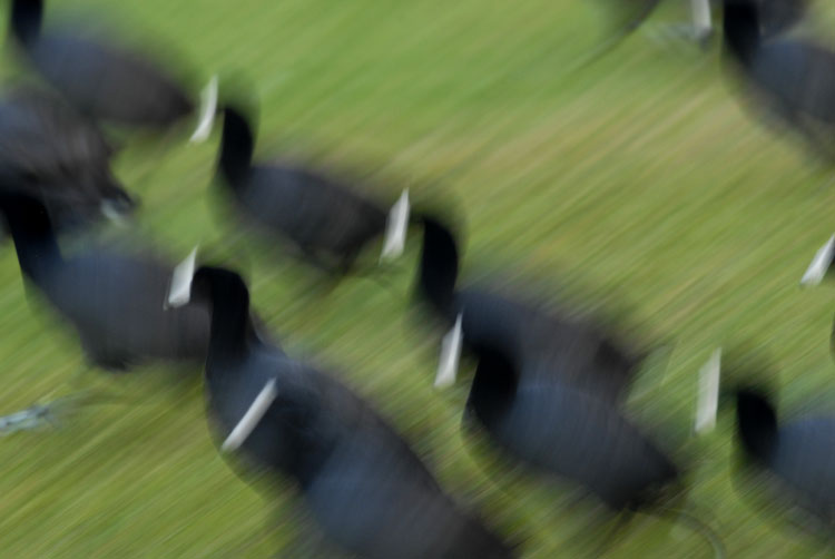 coots running with moition blurr photography