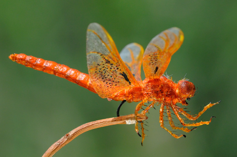 Another orange dragonfly replica