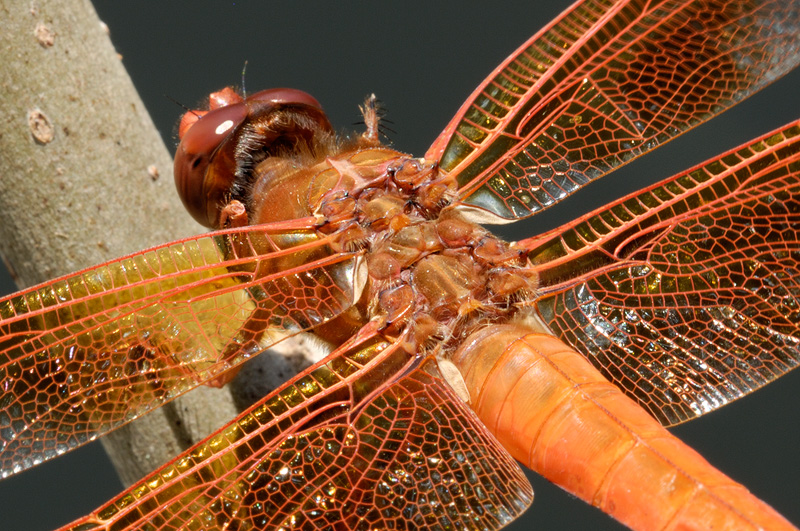 close up macro photography of an orange dragonflies wings