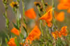 California hillside poppies