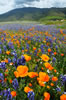 Arvin California field of wildflowers and poppies