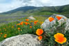 poppies and rocks