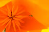 macro view inside a poppy flower