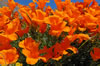 Bush poppies Gorman California